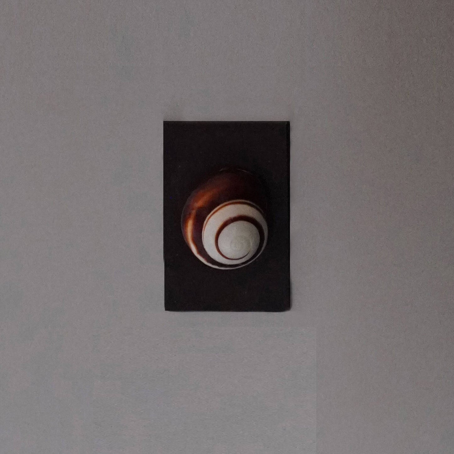 Seashell Fridge Magnet Natural Shell Wall Decor