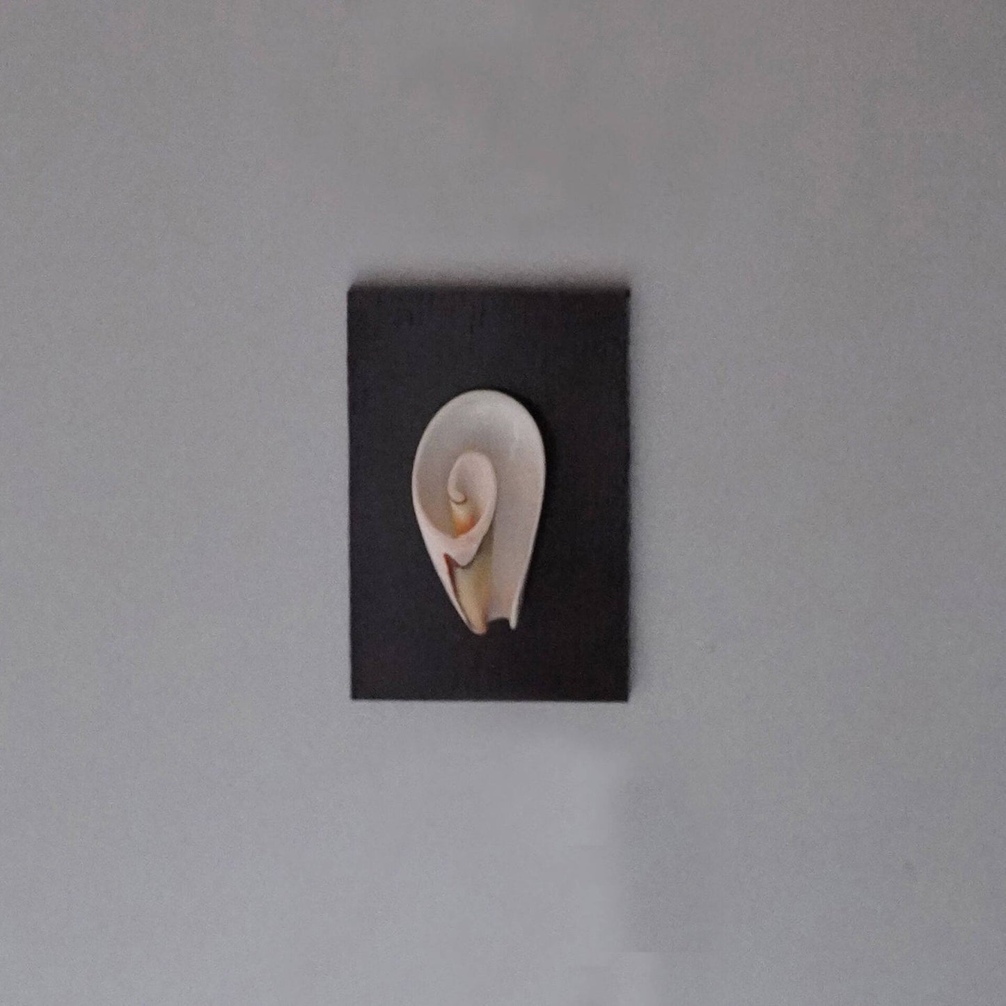 Seashell Fridge Magnet Natural Shell Wall Decor
