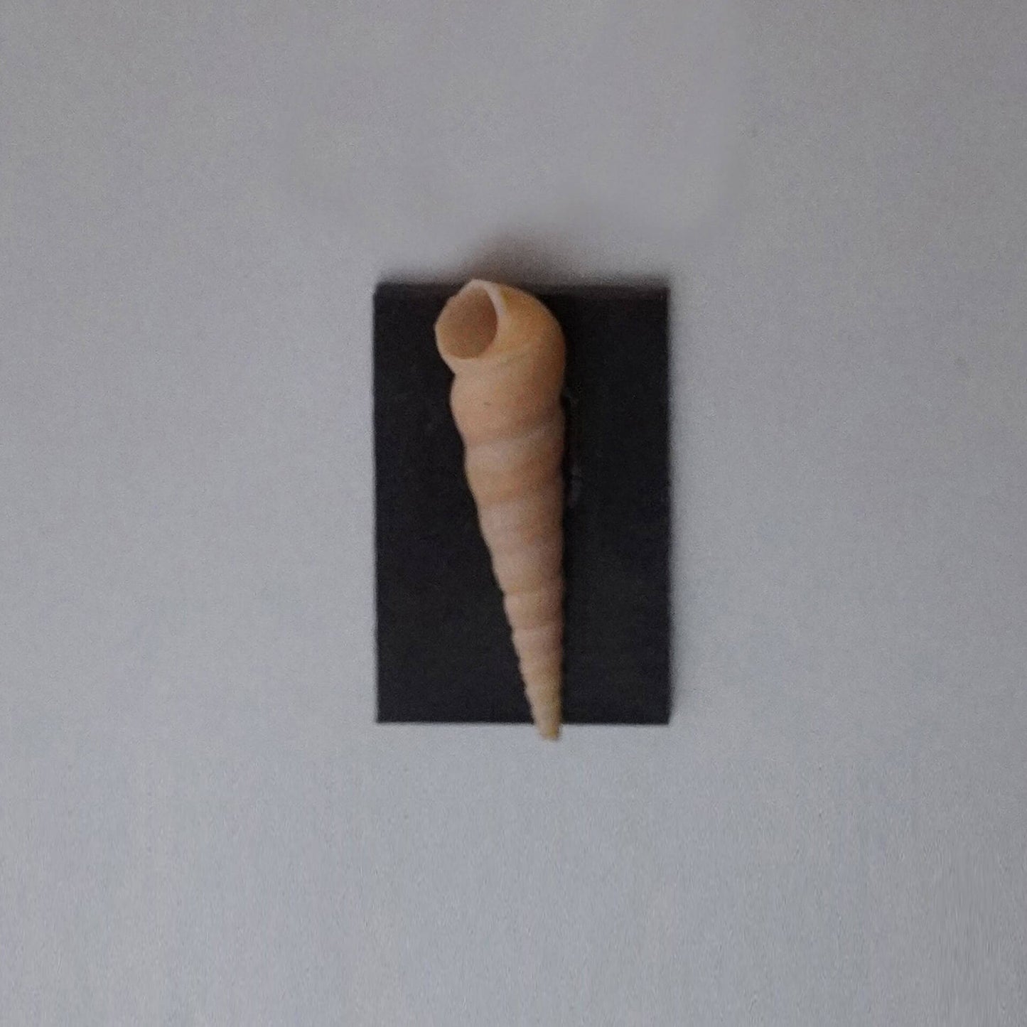 Seashell Fridge Magnet Natural Shell Wall Decor