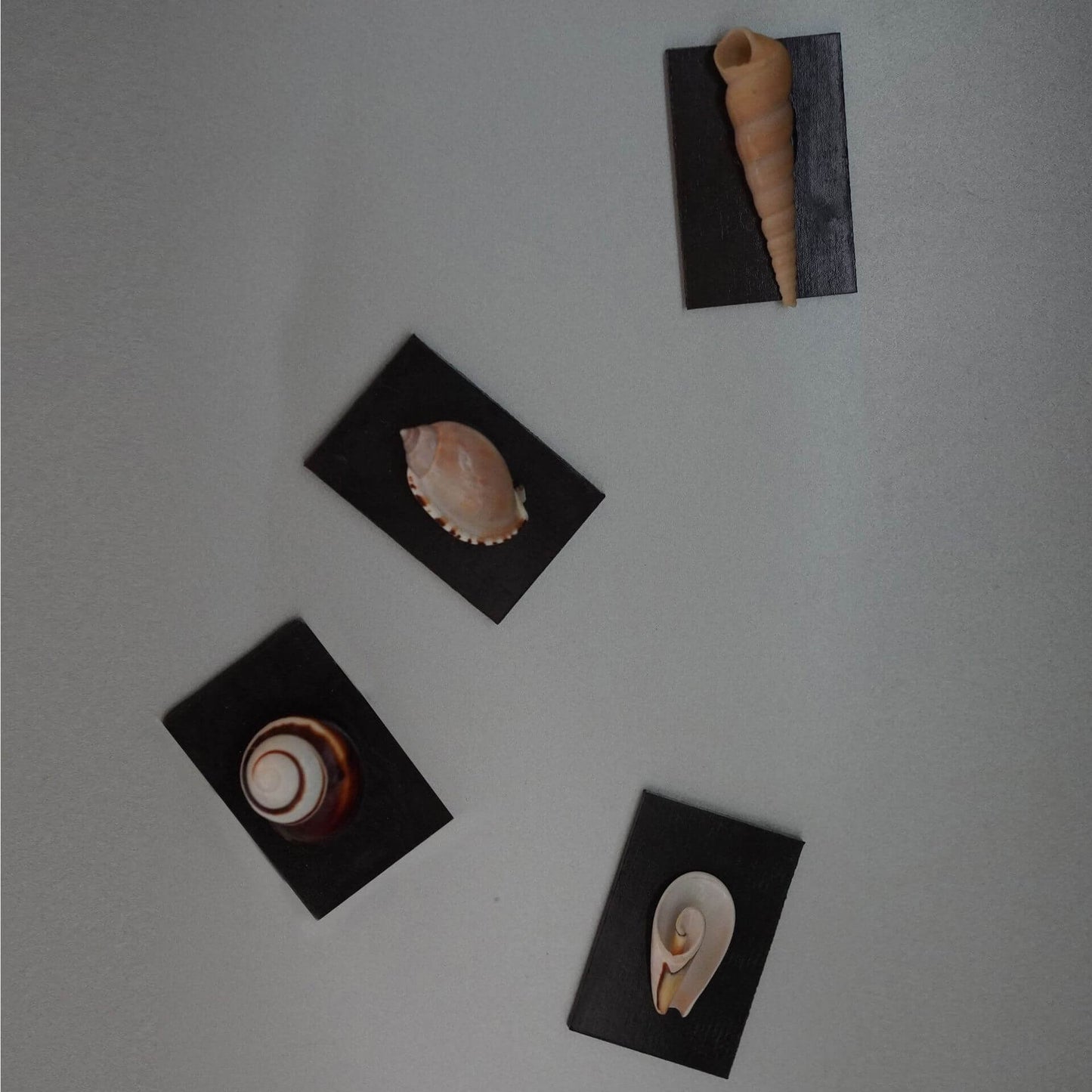 Seashell Fridge Magnet Natural Shell Wall Decor