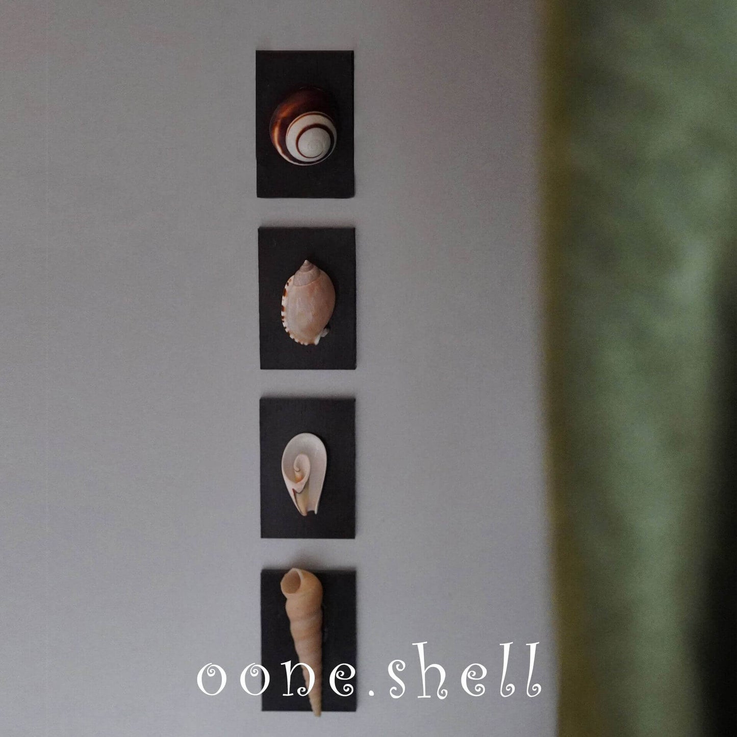 Seashell Fridge Magnet Natural Shell Wall Decor