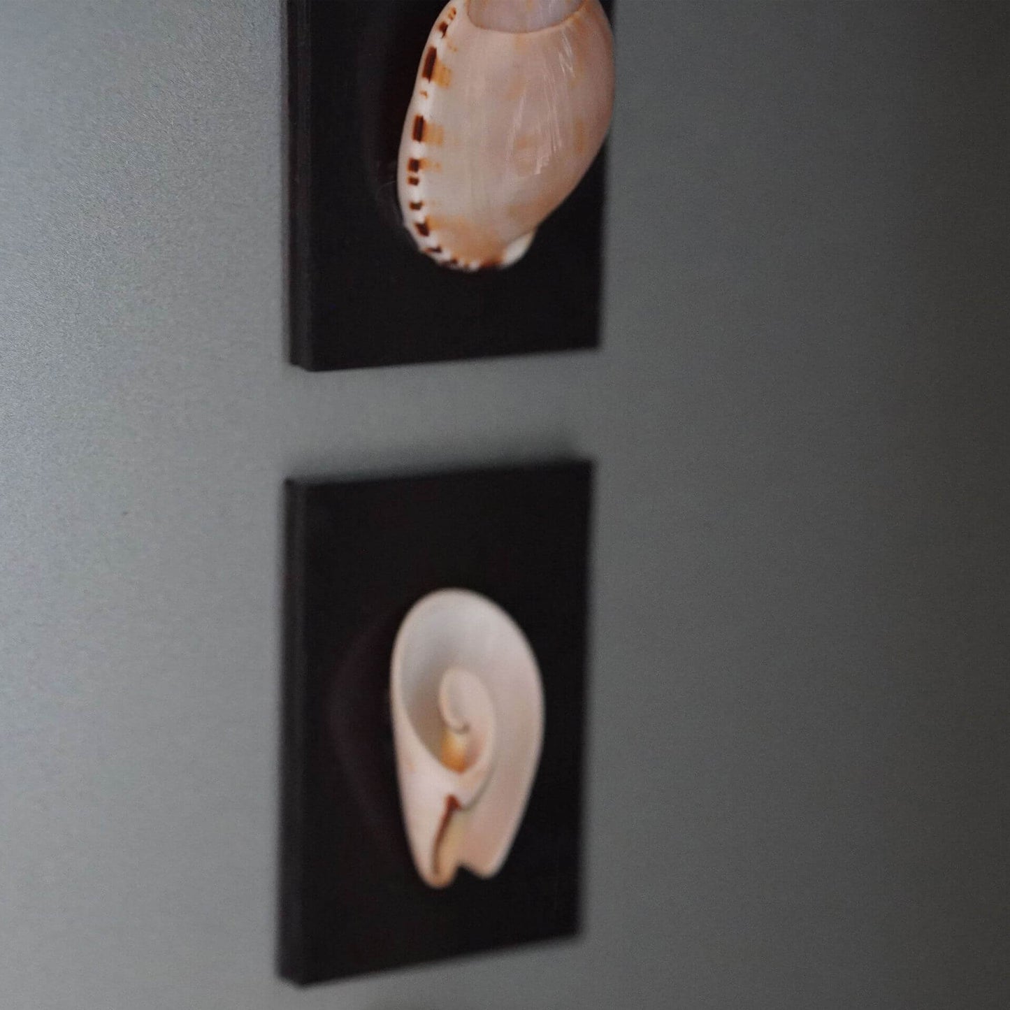 Seashell Fridge Magnet Natural Shell Wall Decor