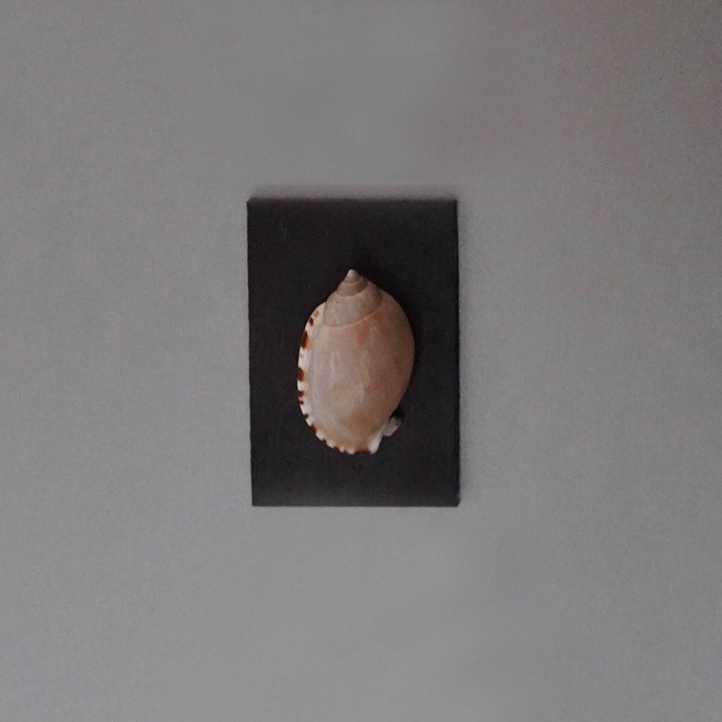 Seashell Fridge Magnet Natural Shell Wall Decor