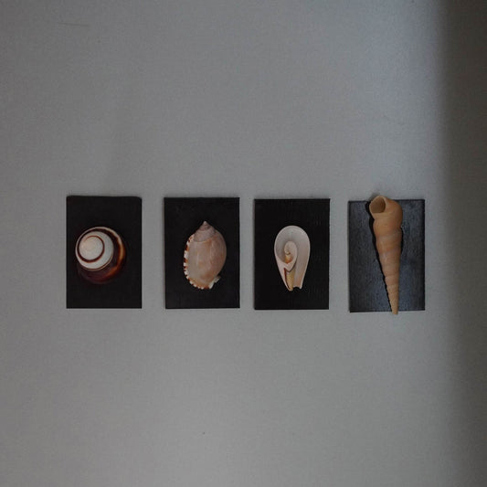 Seashell Fridge Magnet Natural Shell Wall Decor